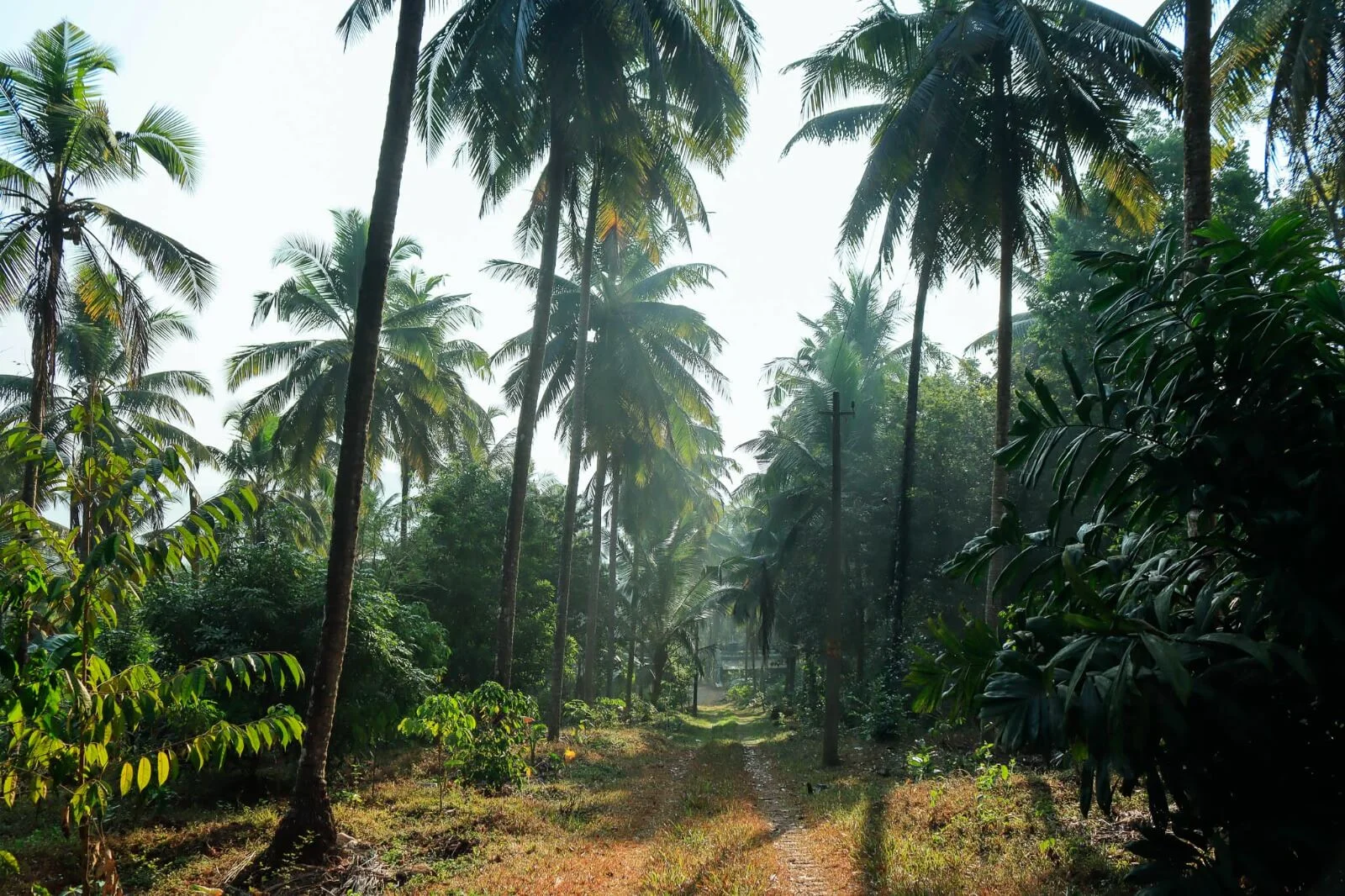 Kurians Organic Farms and Resorts