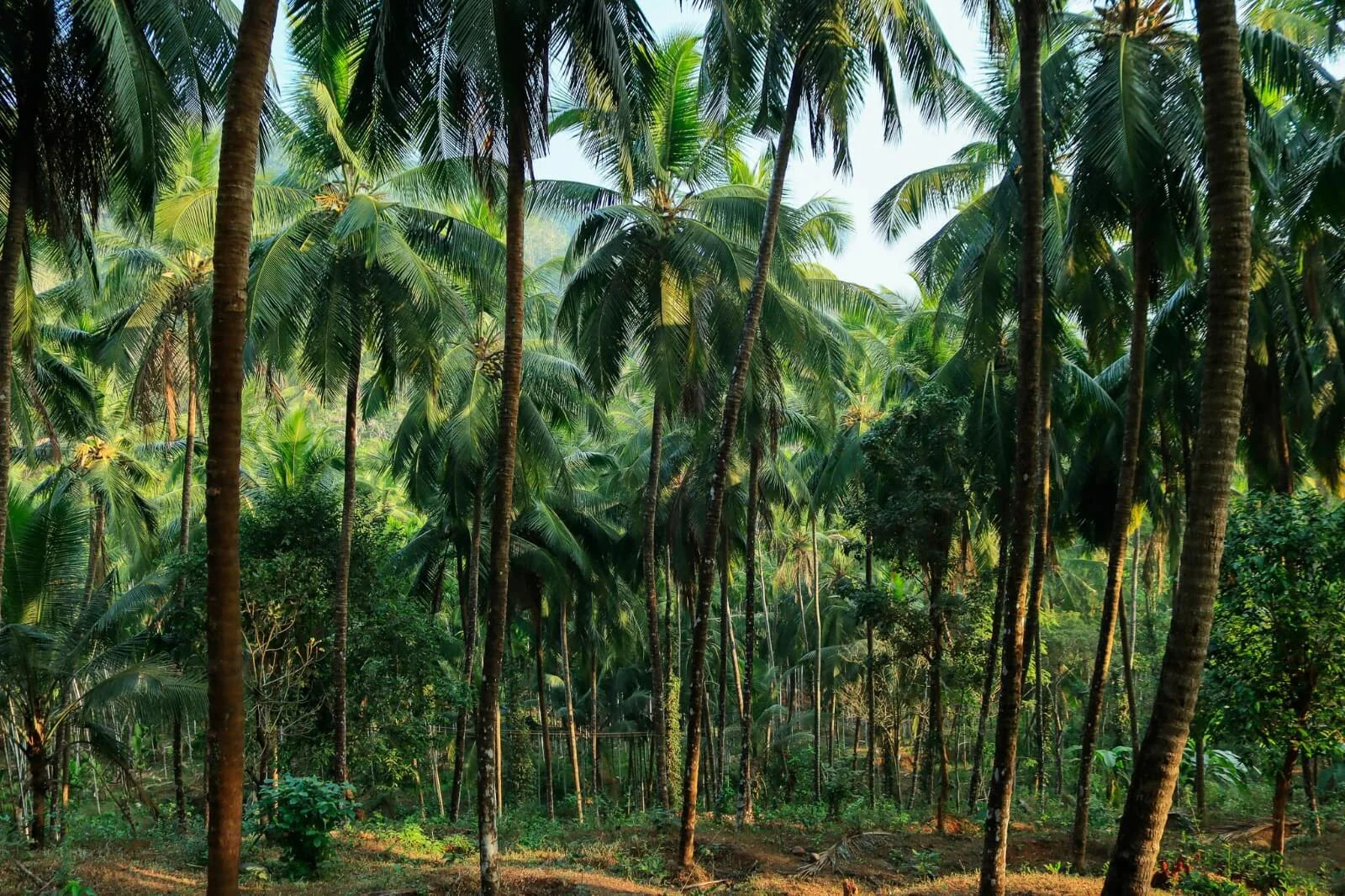 Kurians Organic Farms and Resorts