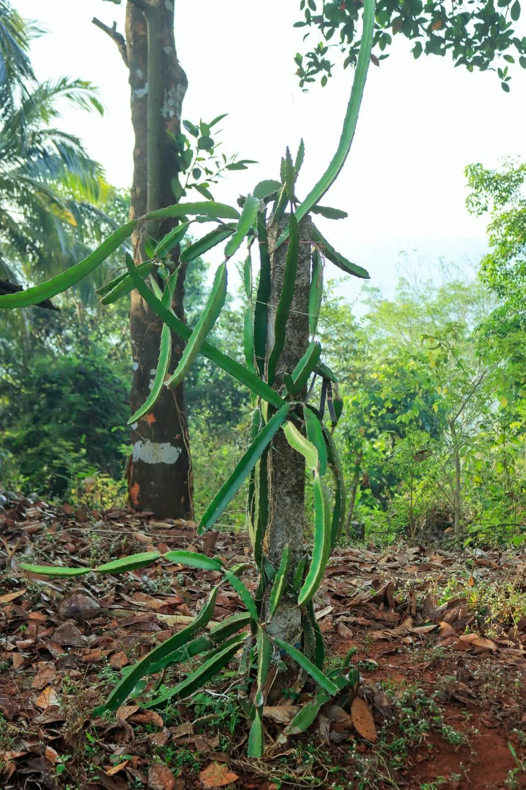Kurians Organic Farms and Resorts
