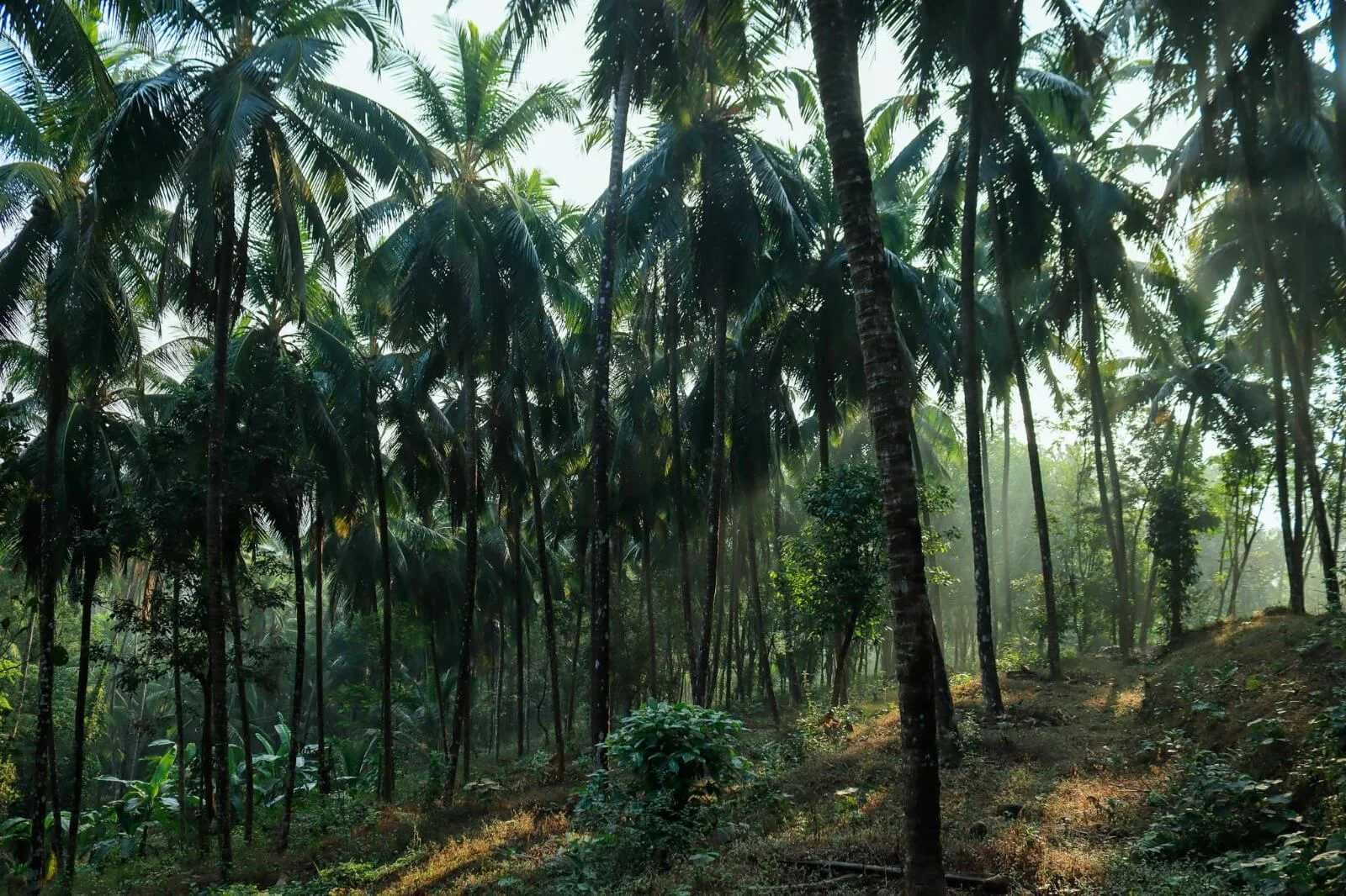 Kurians Organic Farms and Resorts
