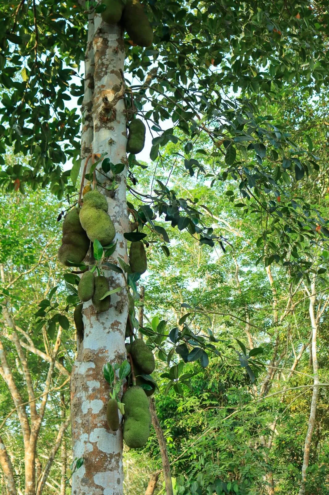 Kurians Organic Farms and Resorts
