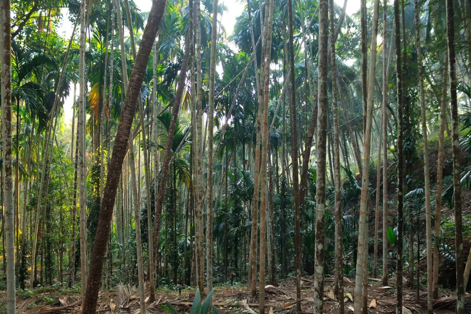 Kurians Organic Farms and Resorts