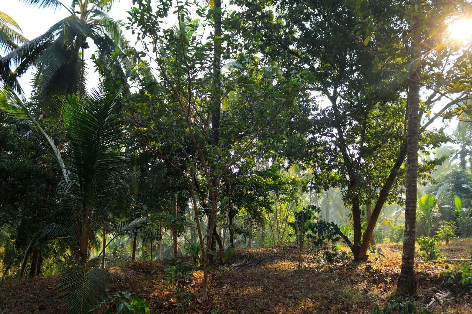 Kurians Organic Farms and Resorts