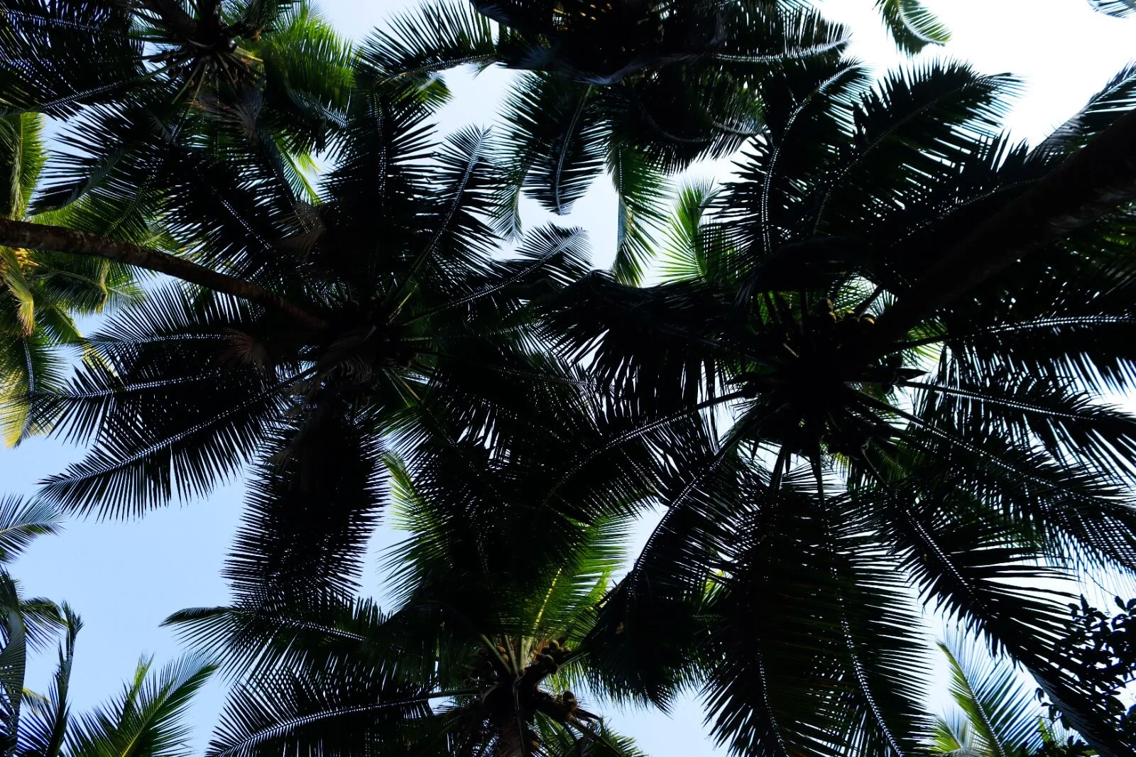 Kurians Organic Farms and Resorts