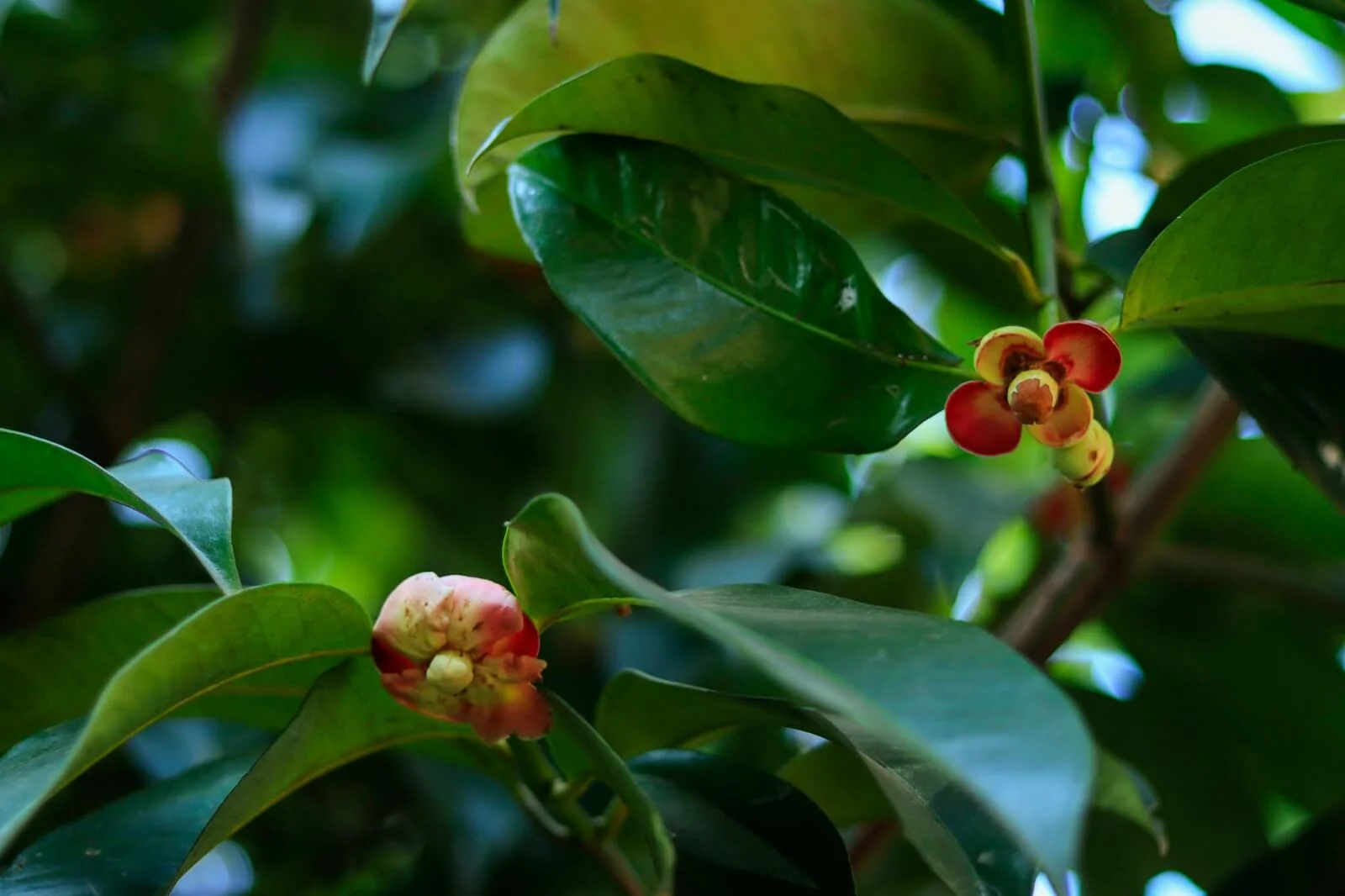 Kurians Organic Farms and Resorts