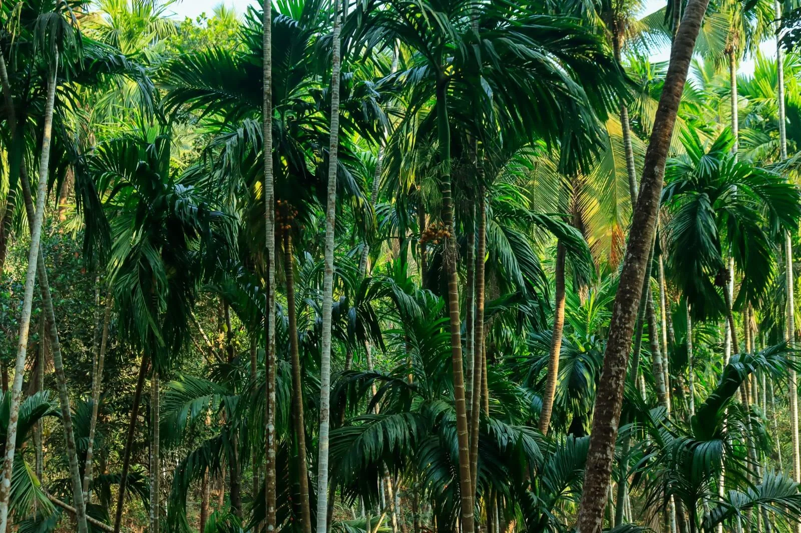 Kurians Organic Farms and Resorts
