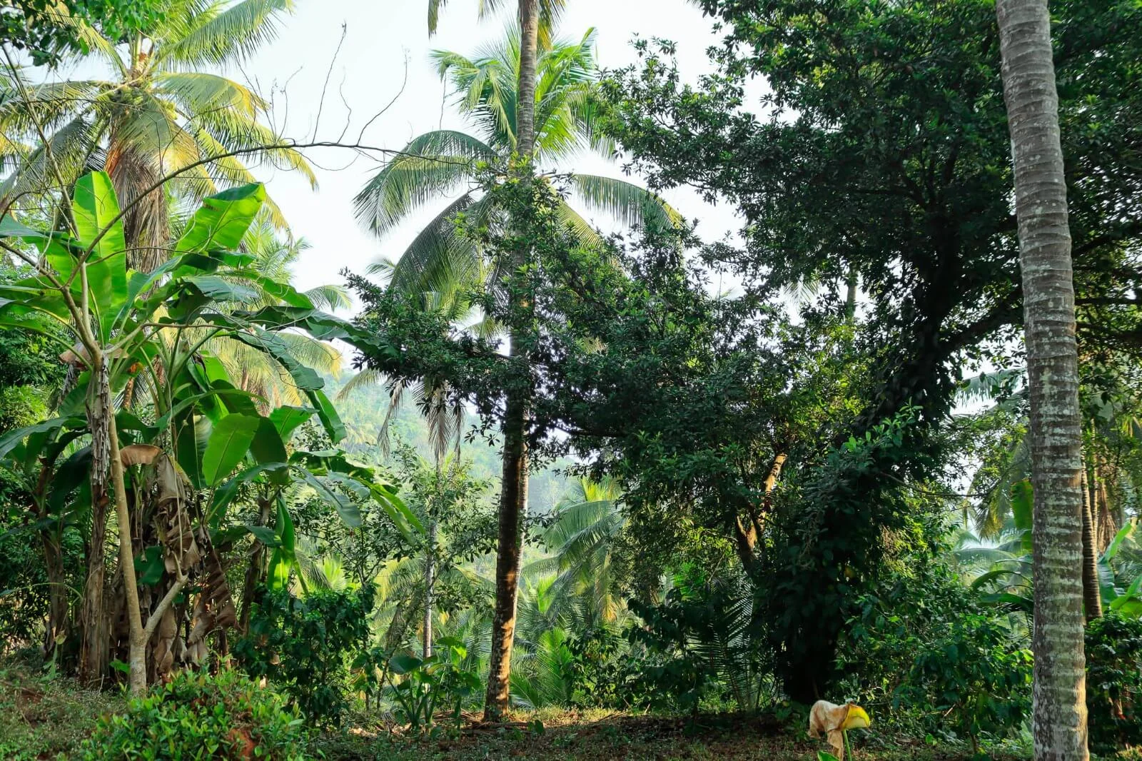 Kurians Organic Farms and Resorts