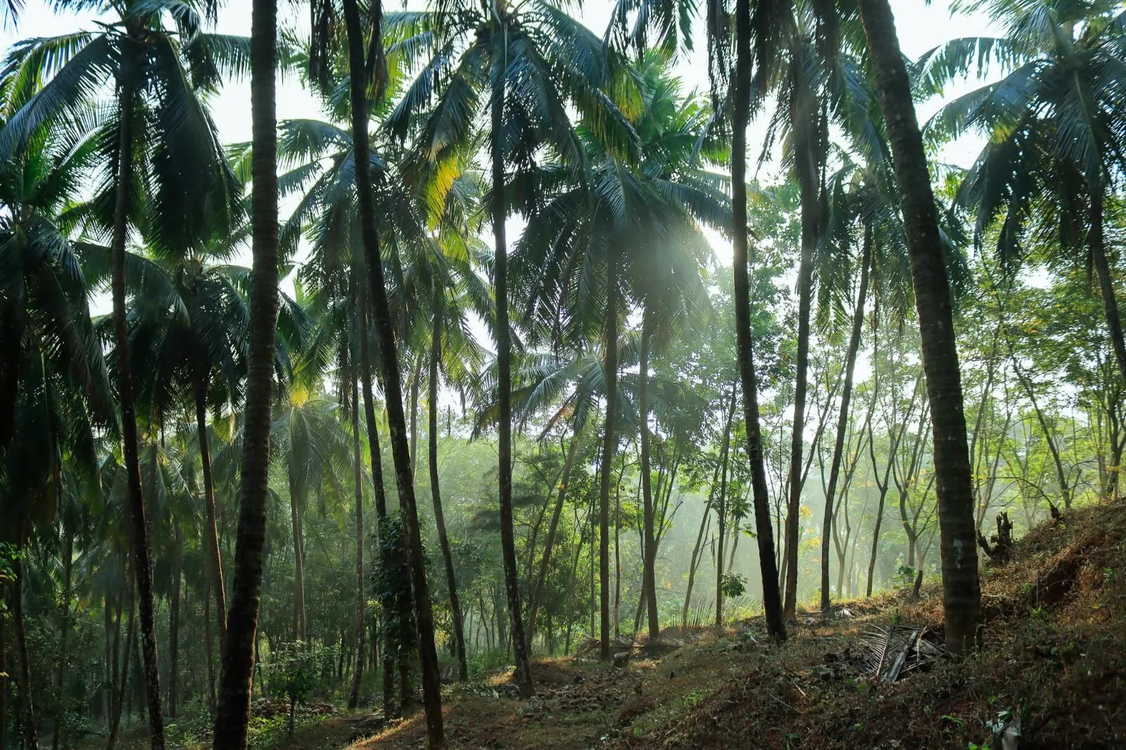 Kurians Organic Farms and Resorts