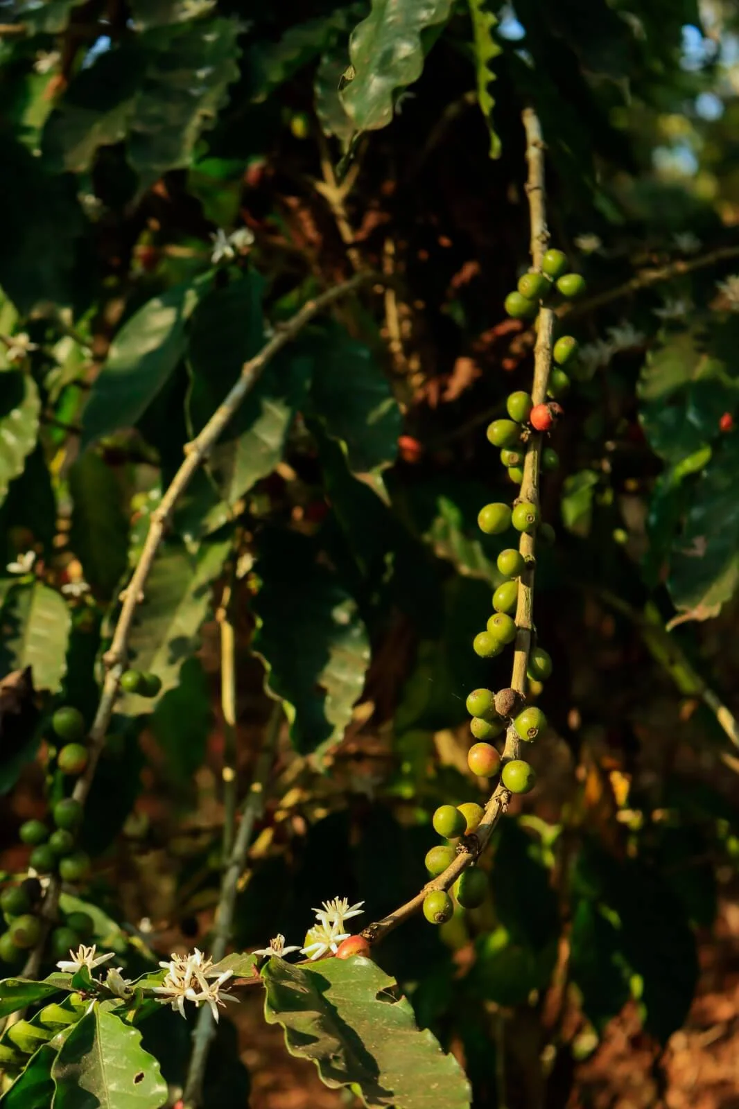 Kurians Organic Farms and Resorts
