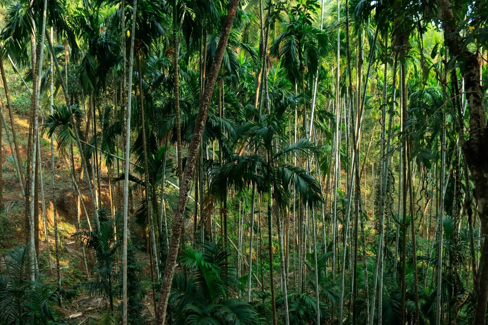 Kurians Organic Farms and Resorts